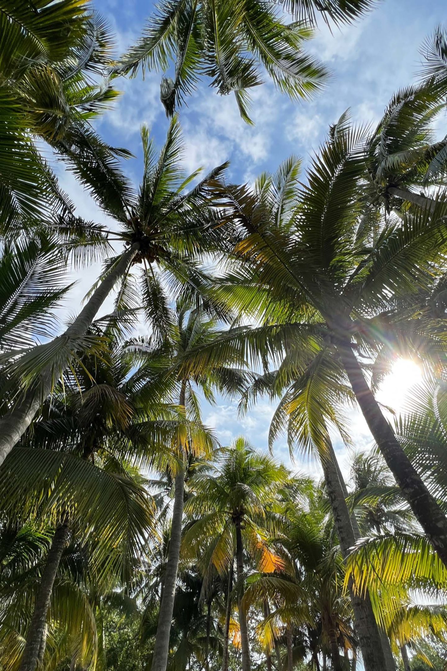 Miami Coconut Grove